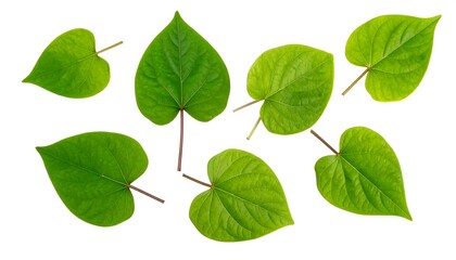 Naklejka premium Seven bright green heart-shaped leaves of varying sizes scattered against a white background. They show details like veins and stems