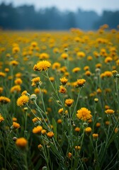 Vibrant Yellow Wildflowers Blooming in a Lush Green Field on a Misty Morning.