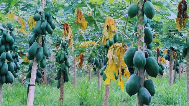 Papaya plantation. There are many large fresh papayas on the tree. Green papaya fruits on fruit trees. Papaya fruit, Central Java, Indonesia, Asia. 4K