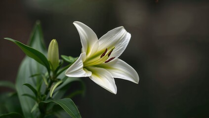 Fototapeta premium Lilium Oriental and Trumpet Flower Combination, vibrant floral arrangement for decorative use