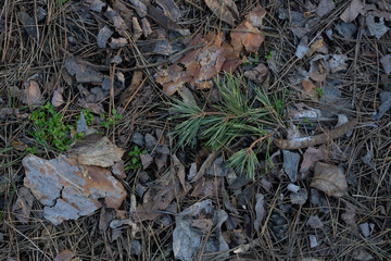 Forest Floor Close-Up With Pine Needles, Leaves, and Tiny Green Sprouts