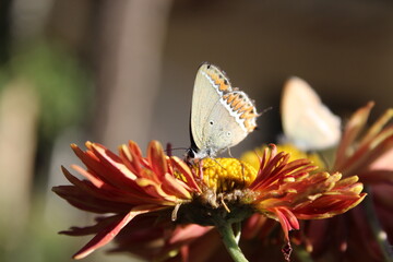  Sorrel sapphire or hairstreak butterfly setting Chrysanthemum flowers
