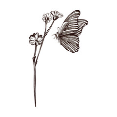 Butterfly and flower. Vector image drawn in a hand-drawn graphic style.