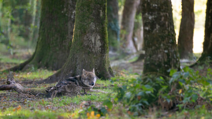 Common gray wolf observing lying in an undergrowth. Canis lupus lupus, Réserve zoologique de la Haute-Touche, Azay le Ferron, Indre 36, région Centre Val de Loire, France, European Union, Europe
