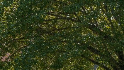 Fototapeta premium A lush green tree with thick leaves and sunlight streaming through, revealing a brick building in the background, seasonal change