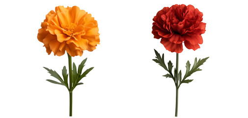 set of red and yellow marigold with ruffled petals isolated on transparent background