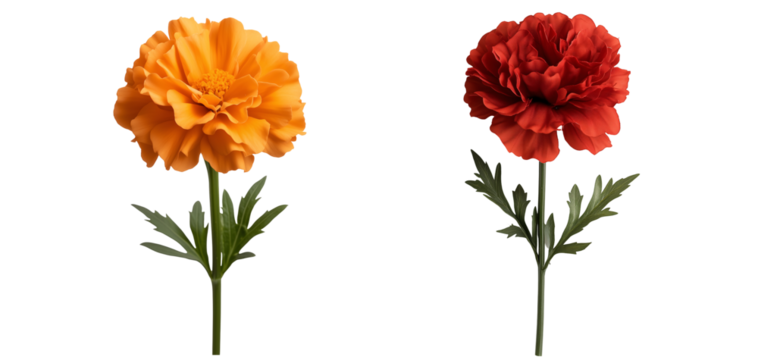 set of red and yellow marigold with ruffled petals isolated on transparent background