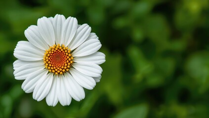 Obraz premium Close-up view of a white zinnia flower featuring a vibrant yellow center, surrounded by rich green foliage, showcasing its intricate details