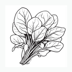 vector illustration of spinach