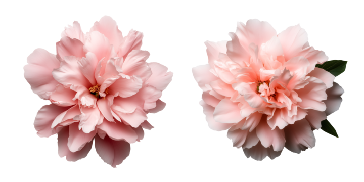A single pink peony with layered petals isolated on transparent background