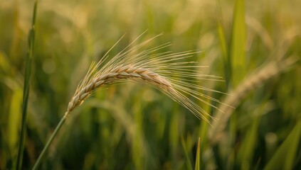 Fototapeta premium Close-up of an oat ear in a field, showcasing the plant's growth and resilience