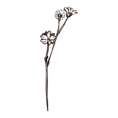 A plant branch with flowers drawn in graphic style. Vector flower icon.