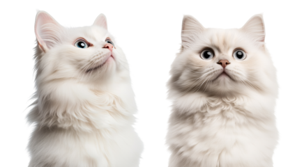 set of close up portrait of sit cat, grey, white, ginger kitty with long hair isolated on transparent background	
