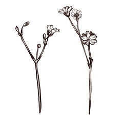 A set of meadow mountain plant branches with flowers drawn in graphic style. Vector flower icon