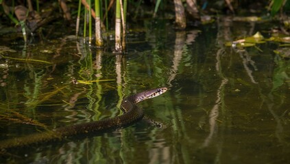 A northern water snake navigates through a marsh pond, showcasing the importance of wetland preservation