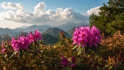 Magic pink rhododendron blooms on a summer mountain, seasonal change