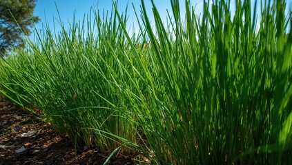 Chives growing in a bright environment, beneficial for culinary use