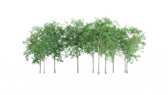 Isolated cluster of trees against a blank backdrop