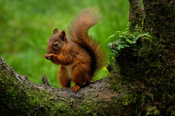 Red Squirrel