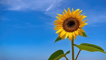 Naklejka premium A radiant sunflower glows vividly, standing solitary beneath a clear azure sky by the shore.