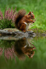 Squirrel eating flowers