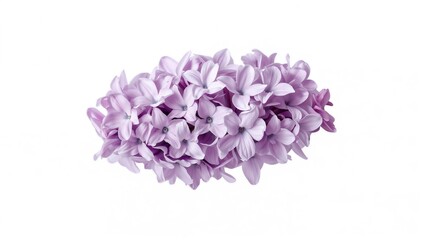 Obraz premium Lilac flowers on a white backdrop, ideal for text overlay