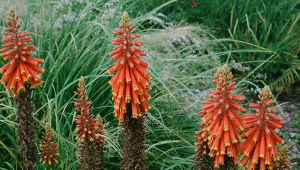 The Red Hot Poker Flower