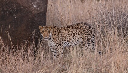 A horizontal photograph of a leopard standing vigilant in dry grass near a rock formation, showcasing focus and alertness