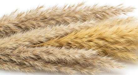 Closeup of beige pampas grass plumes isolated on white background