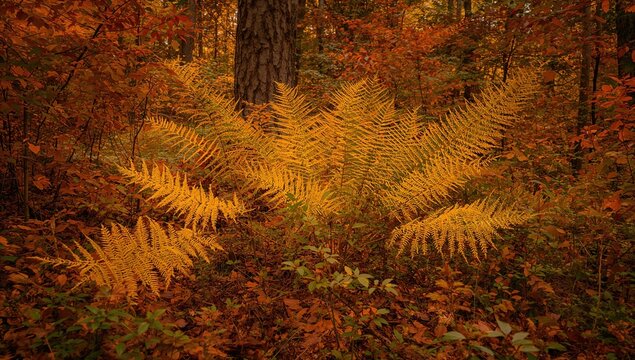 Golden ferns in an autumn forest reflect the splendor of seasonal change, ideal for nature themes