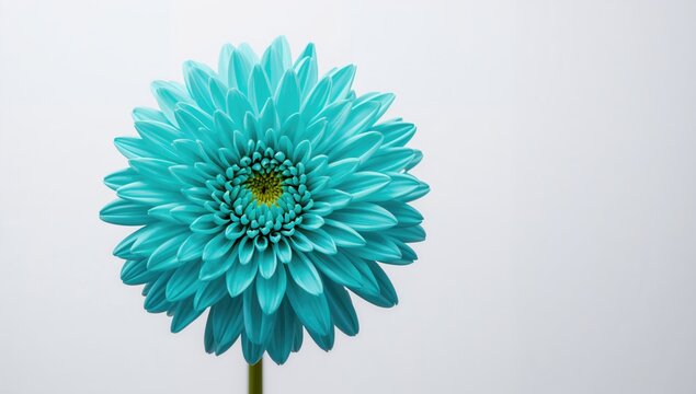 Chrysanthemum in turquoise, a close-up flower with clipping trail on a white background, suitable for planning