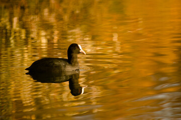 A Eurasian coot glides peacefully across golden autumn waters, reflecting the warm seasonal hues