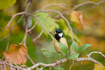 Great tit perching on a twig on the autumn day close-up