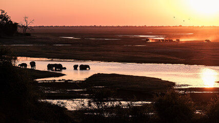 sunset safari © Phillip