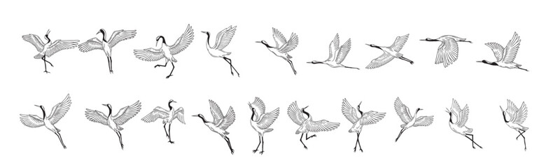 Set Mega Collection Bundle Stork Bird Flying Tropical cartoon Wild birds cranes Hand Drawn