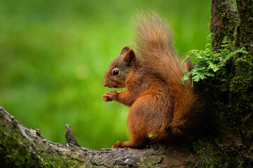 Young Squirrel