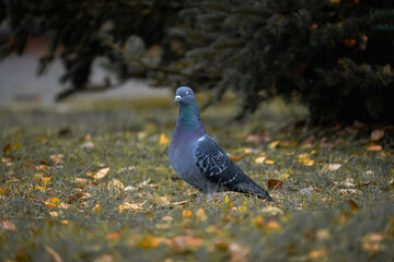 Close-up of pigeon standing on autumn grass with yellow leaves, bird resting in park, wildlife photography concept