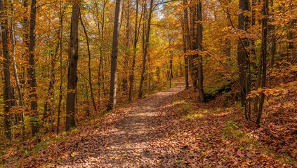 Obraz premium Forest path blanketed in fall foliage, seasonal change