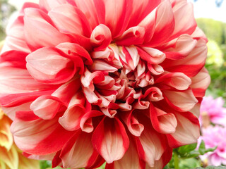 Fototapeta premium Close-up of a vibrant red and white dahlia flower in full bloom, showing delicate petal texture and natural beauty, perfect for backgrounds or botanical art themes.