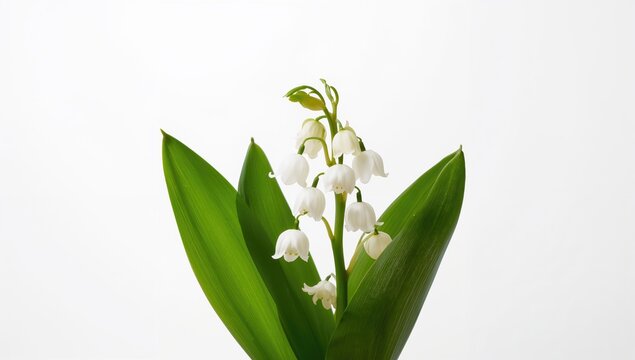 Lily of the valley surrounded by green foliage on a white backdrop, ideal for editorial design