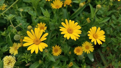 Fototapeta premium Bright yellow daisies flourish among verdant leaves, showcasing radiant petals encircling sunny centers. Soft yellow blooms appear faintly behind the main flowers.