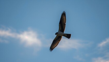 Fototapeta premium A Black-shouldered Kite in silhouette hovering during dawn, focused hunting behavior