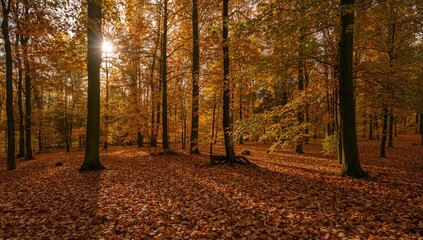 Sunlight filtering through autumn trees in a woodland with dry leaves