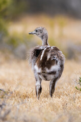 Lesser Rhea ,Pterocnemia pennata,
Peninsula Valdes, Chubut,Patagonia, Argentina.