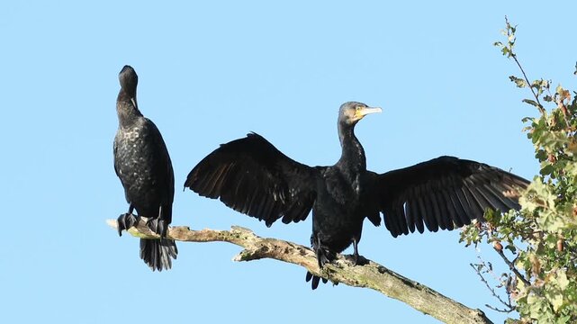 Beautiful cormorants on a branch, green leaves in the background, one cormorant spreads its wings and dries them, another preens itself, blue sky, Phalacrocoracidae