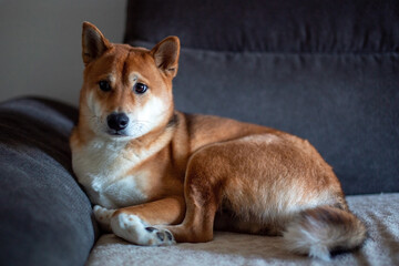 Shiba Inu Dog Resting on a Couch