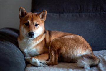 Shiba Inu Dog Resting Comfortably on a Grey Sofa