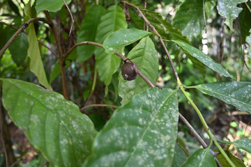 View of a Praying Mantis egg case on a coffee plant twig