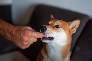 Human hand feeding a treat to a cute Shiba Inu dog