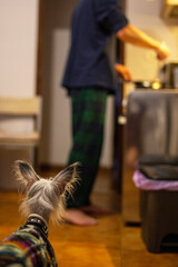 Mealtime anticipation Dog watching owner cook